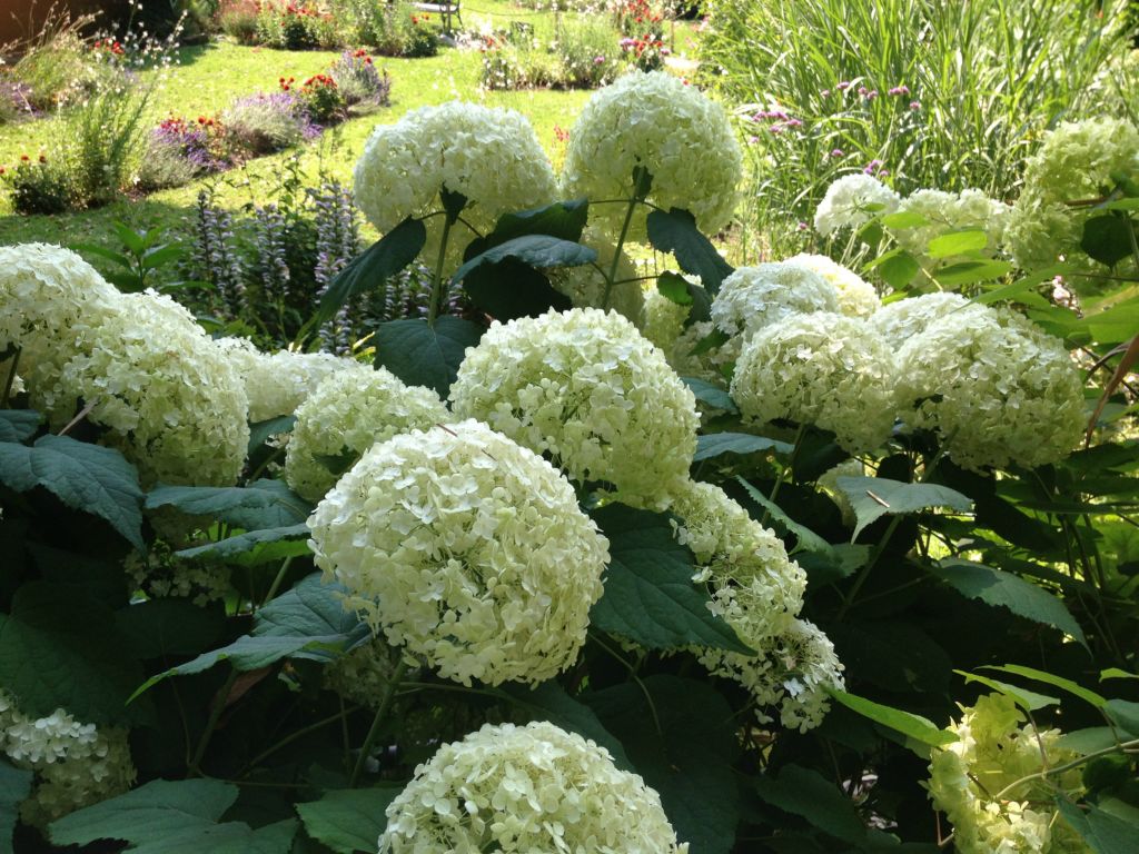 witte hortensia